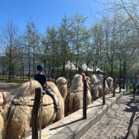 Das Kamelreiten ist ein MUSS für viele Kinder