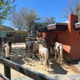 Auch auf den Ponys kann man reiten