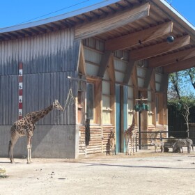 Giraffen und Zebras im selben Gehege