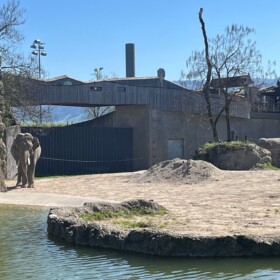 Der Zoo verfügt über eines der schönsten Elefantengehege der Schweiz