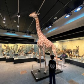 Diese Giraffe kommt auch in der Geschichte DER KNOCHEN DES MAMMUTS vor