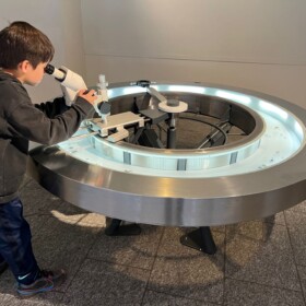 Käfer unter dem Mikroskop