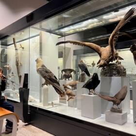 Schweizer Vögel, inklusive Hörproben