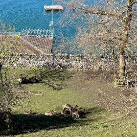 Am Hang des Burghügels grasen Hirsche