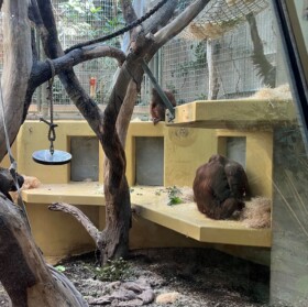 Affenhaus mit Orang-Utans, Schimpansen und Gorillas