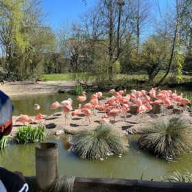 Flamingos sind aufgrund ihrer Ernährung rosa - wegen der Carotinoide in der Nahrung