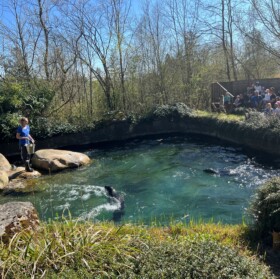 Das Wasserbecken mit Seehunden und täglichen Shows