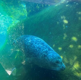 Inklusive Unterwasserschauscheiben