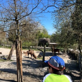 Grosses Kamel- und Dromedargehege