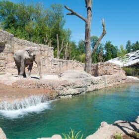 Hier enstand folgende Geschichte - Panik im Elefantenhaus
