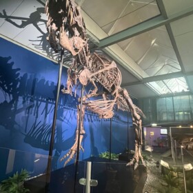 Der T-REX - TRINITY wurde aus 3 Sauriern zusammengebaut!